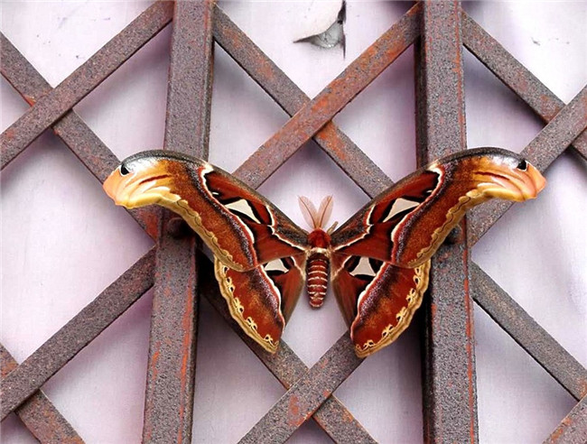 罕见“蛇头蝶”现身居民区 为世界最大蛾类