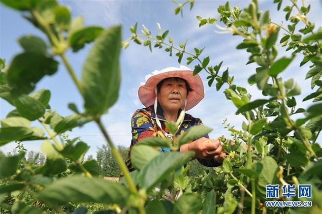 职业农民和科研人员增收细则有望加速出台