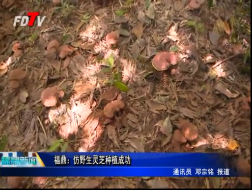 福鼎：仿野生灵芝种植成功