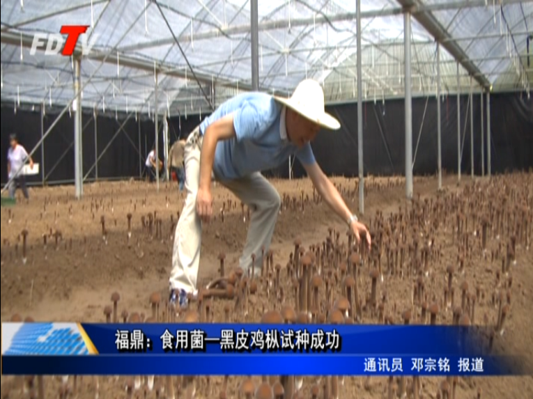 福鼎：食用菌—黑皮鸡枞试种成功