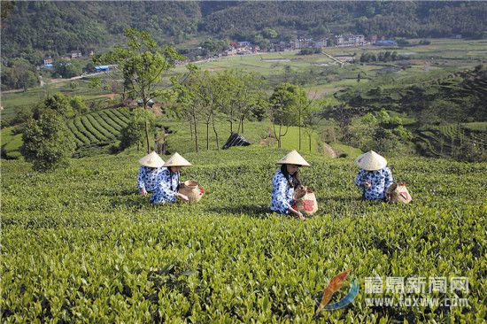 国家级茶树良种———福鼎大毫茶