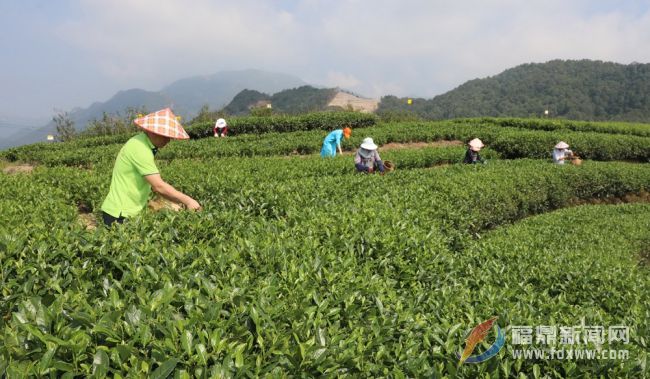 又到秋茶采摘季 茶农茶企采制忙