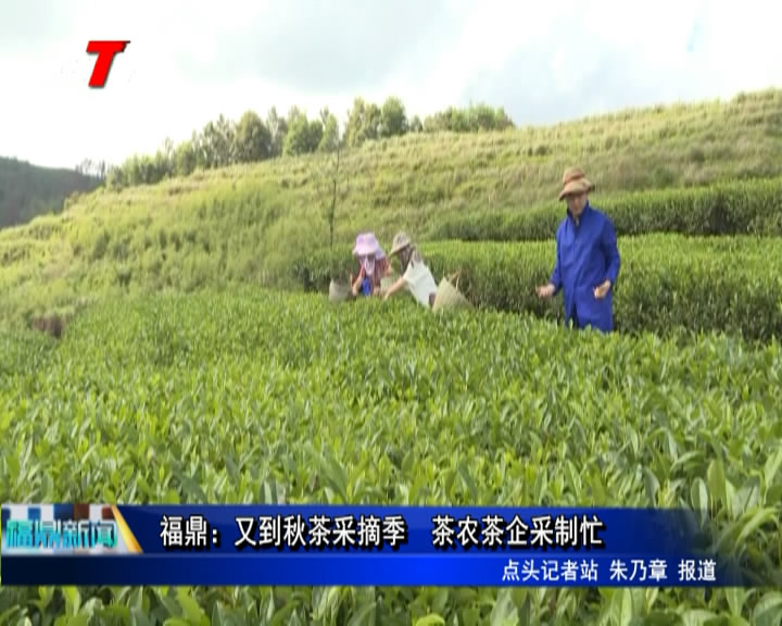 福鼎： 又到秋茶采摘季   茶农茶企采制忙