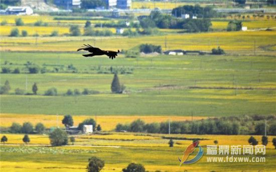 穿越稻田与山峰 来趟“晒”秋之旅