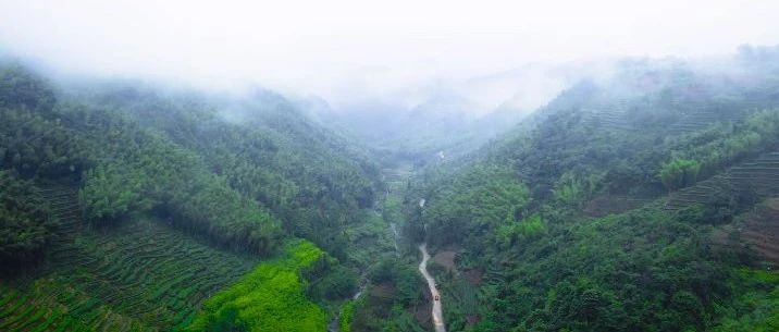 【乡愁·茶乡行】黄岗村：惊艳历史的茶乡