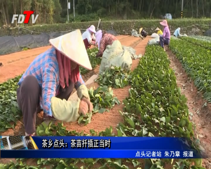 茶乡点头：茶苗扦插正当时