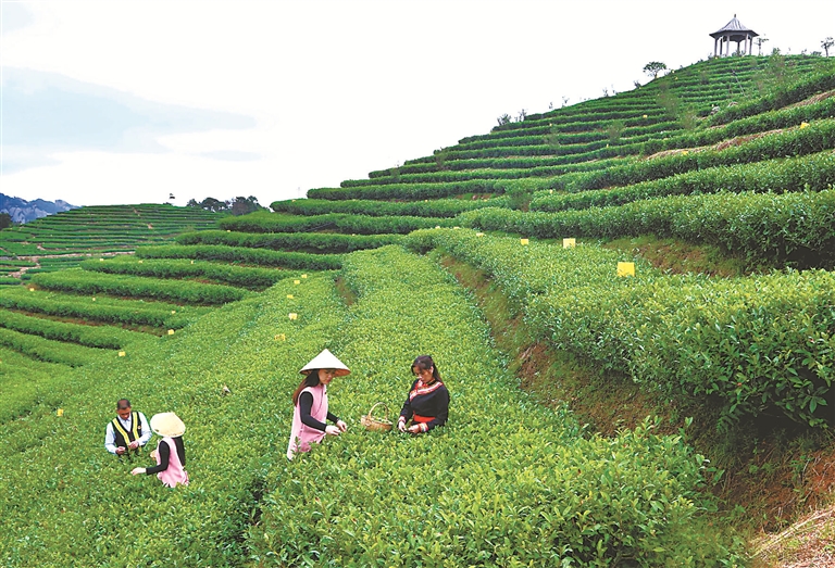 一片茶叶里的山哈记忆