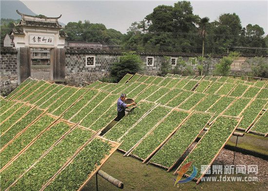 有质量的白茶才有“生命”  福鼎抓白茶质量是认真的