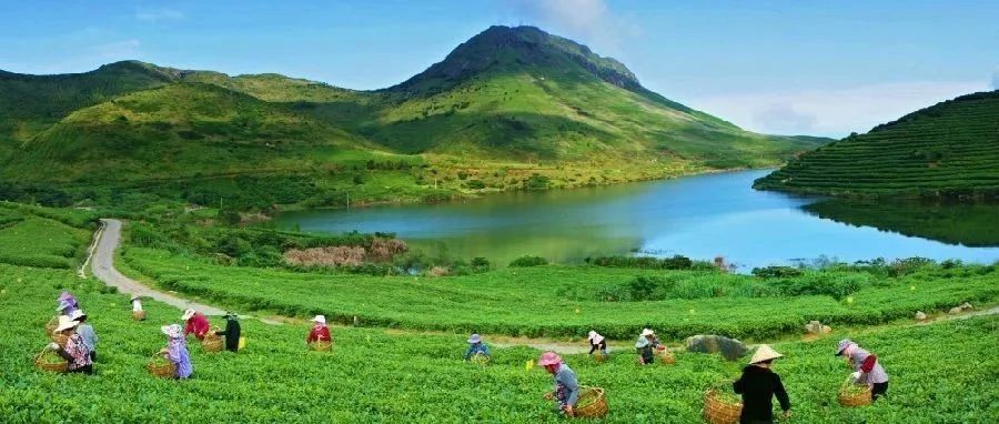 从茶园到茶杯，福鼎白茶全面实行质量可追溯体系