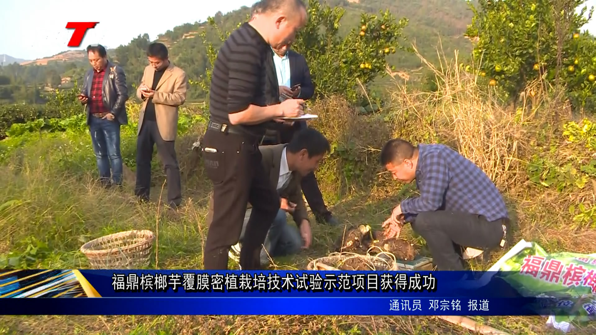 福鼎槟榔芋覆膜密植栽培技术试验示范项目获得成功