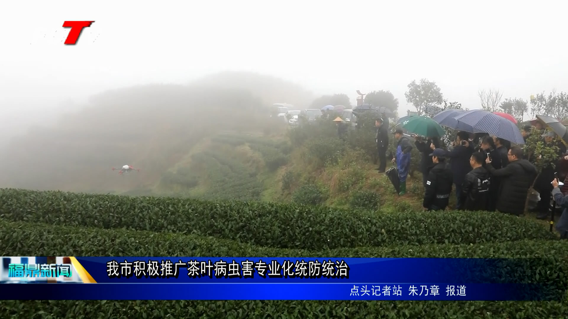 我市推广茶叶病虫害专业化统防统治