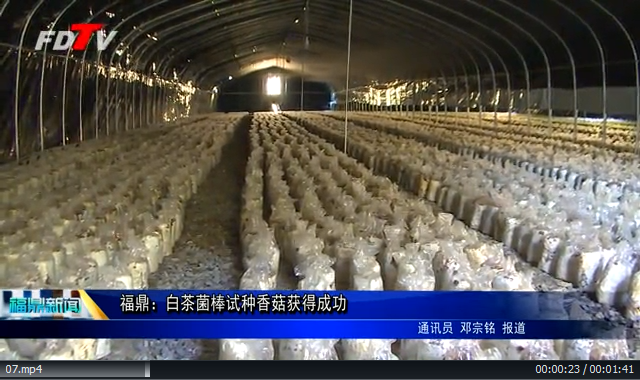 福鼎：白茶菌棒试种香菇获得成功
