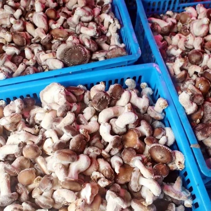“白茶香菇”迎来采收季， 或将成为农民致富“新宠”！
