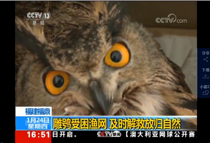 【CCTV13新闻直播间】雕鸮受困渔网 及时解救放归自然