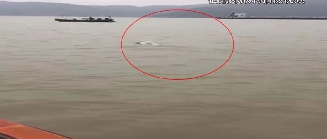 沙埕海域出现2只中华白海豚，“海上大熊猫”再次恋上福鼎~