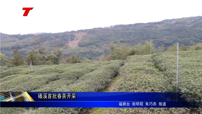 磻溪首批春茶开采