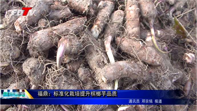 福鼎：标准化栽培提升槟榔芋品质