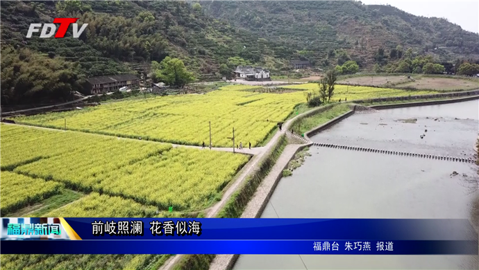 前岐照澜 花香似海