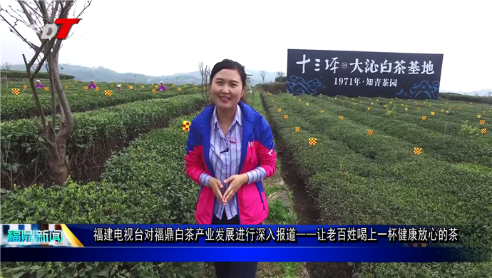 福建电视台对福鼎白茶产业发展进行深入报道 ——让老百姓喝上一杯健康放心的茶