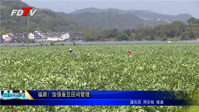 福鼎：加强蚕豆田间管理