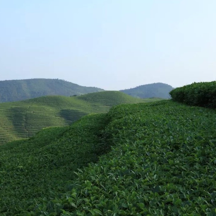 方家山上荒茶魂