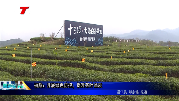福鼎：开展绿色防控，提升茶叶品质