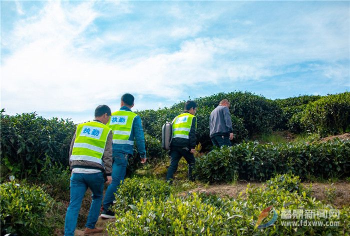 管阳镇：无人机巡山队助力茶叶质量安全