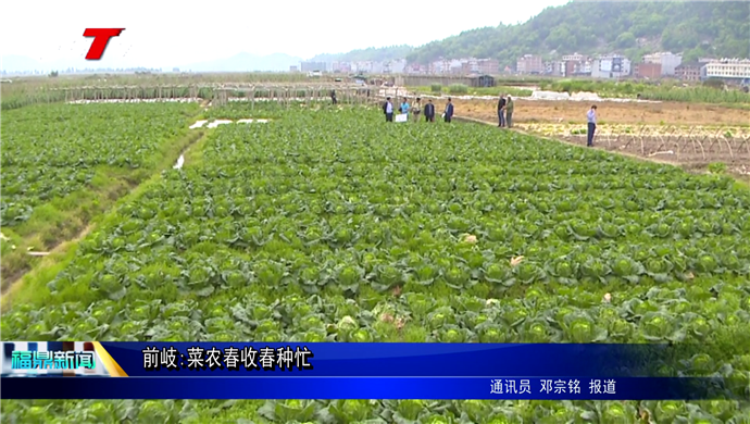 前岐:菜农春收春种忙