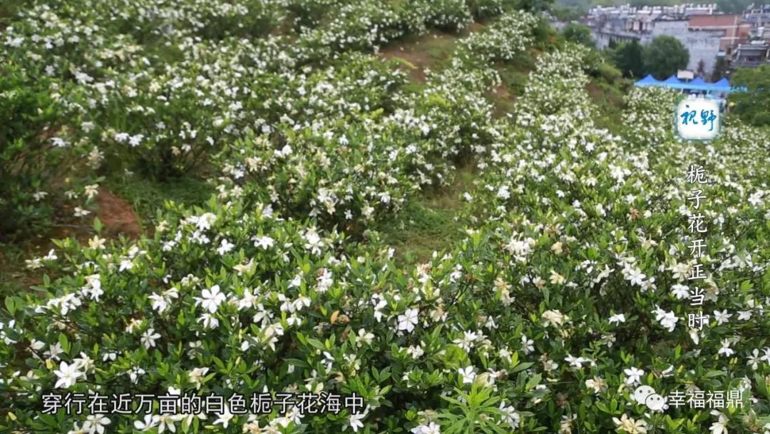 【视野】栀子花开正当时