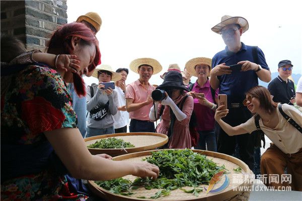 鲁奖作家探源福鼎白茶