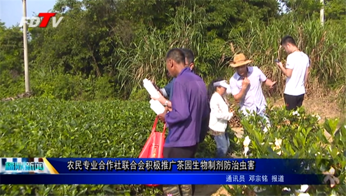 农民专业合作社联合会积极推广茶园生物制剂防治虫害