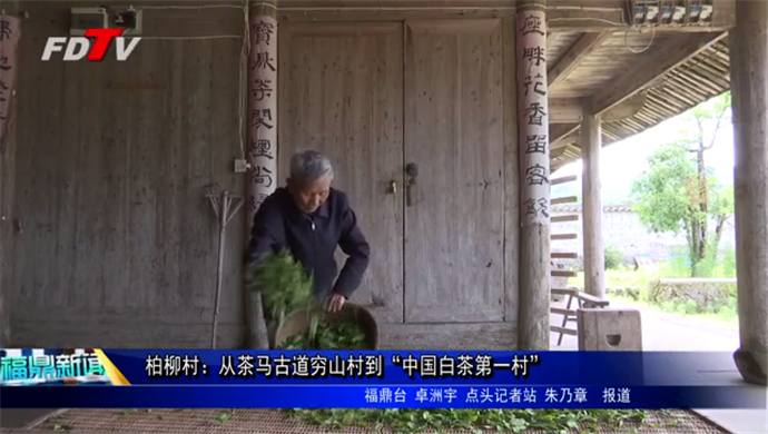 柏柳村：从茶马古道穷山村到“中国白茶第一村”