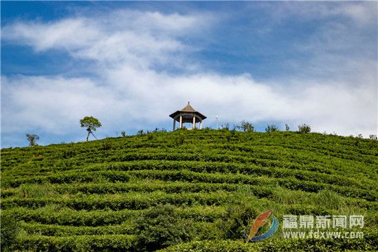 炎炎夏日，共赴福鼎“纳凉”之旅吧