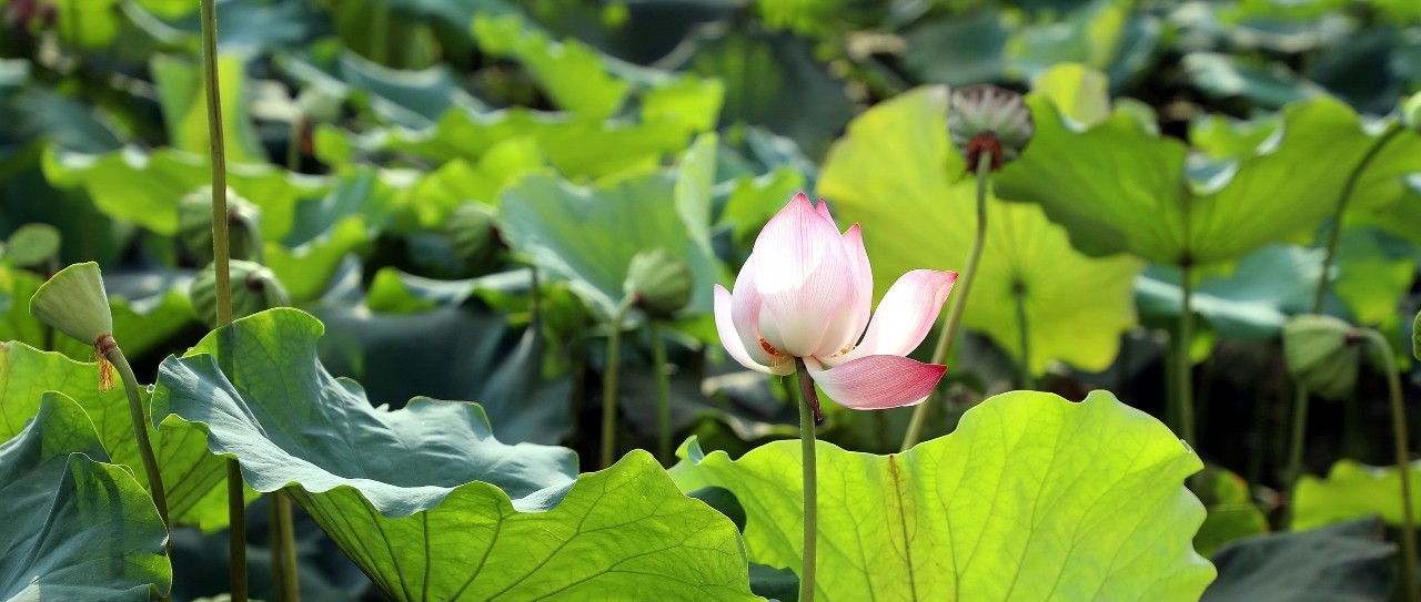 没想到福鼎竟然有这么美的荷塘，它在……