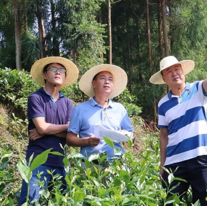 叠石乡：保护森林资源，守护绿水青山