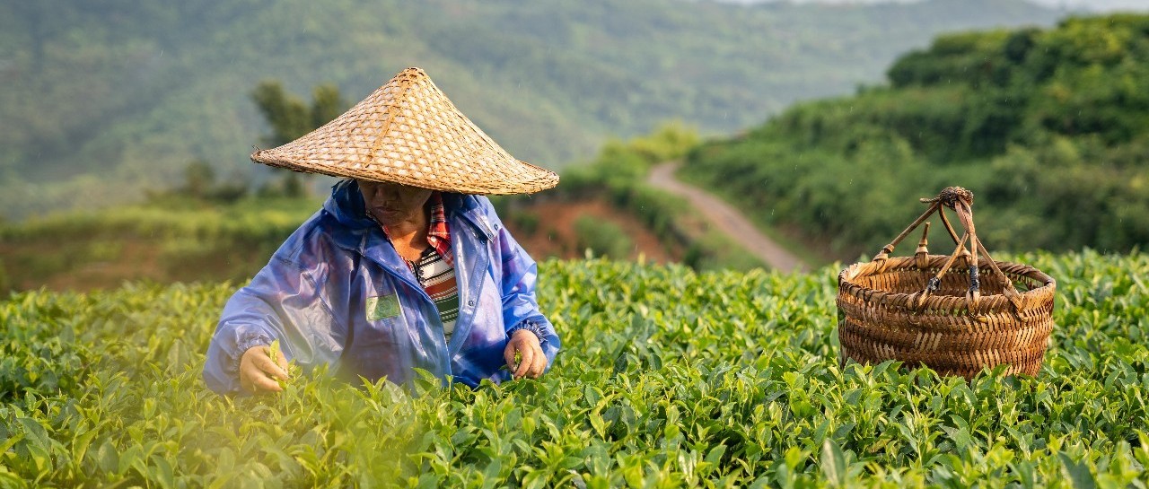 点头：多措并举打击违法行为，齐抓共管保护森林资源