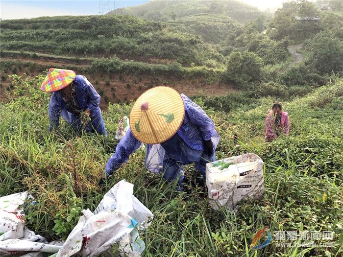 茶乡点头：狠抓茶叶源头管理 确保茶叶质量安全