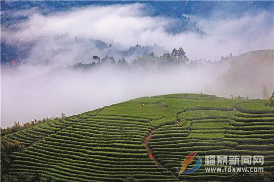 福鼎白茶将赴澳门亮相高规格经贸展会