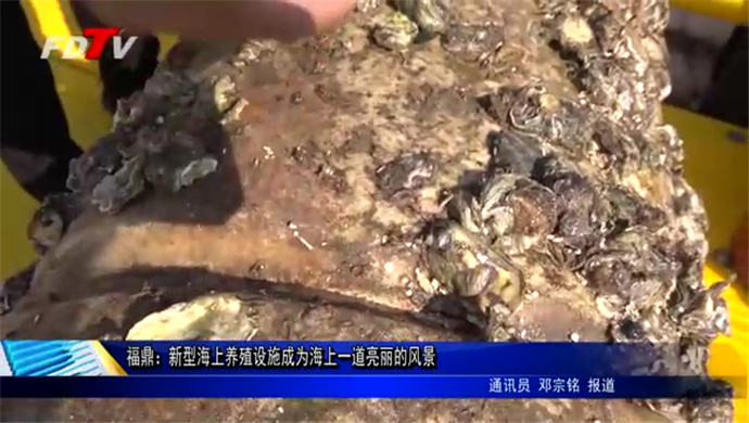 福鼎：新型海上养殖设施成为海上一道亮丽的风景