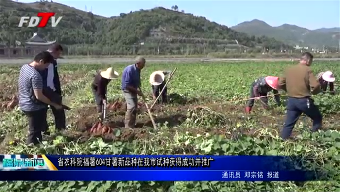 省农科院福薯604甘薯新品种在我市试种获得成功并推广