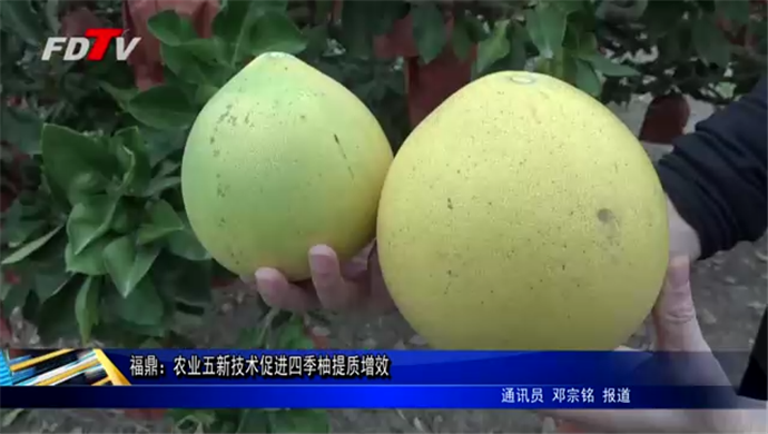 福鼎：农业五新技术促进四季柚提质增效