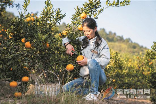 前岐：“甜蜜”经济助增收