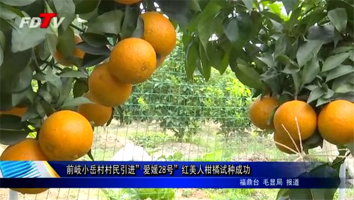 前岐小岳村村民引进”爱媛28号”红美人柑橘试种成功