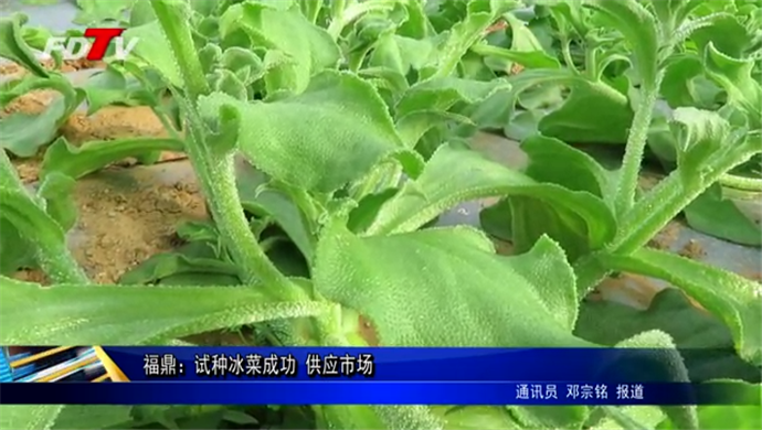 福鼎：试种冰菜成功 供应市场