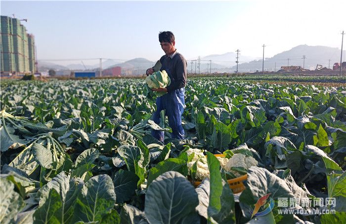 田间菜园，菜农在采收花椰菜.jpg