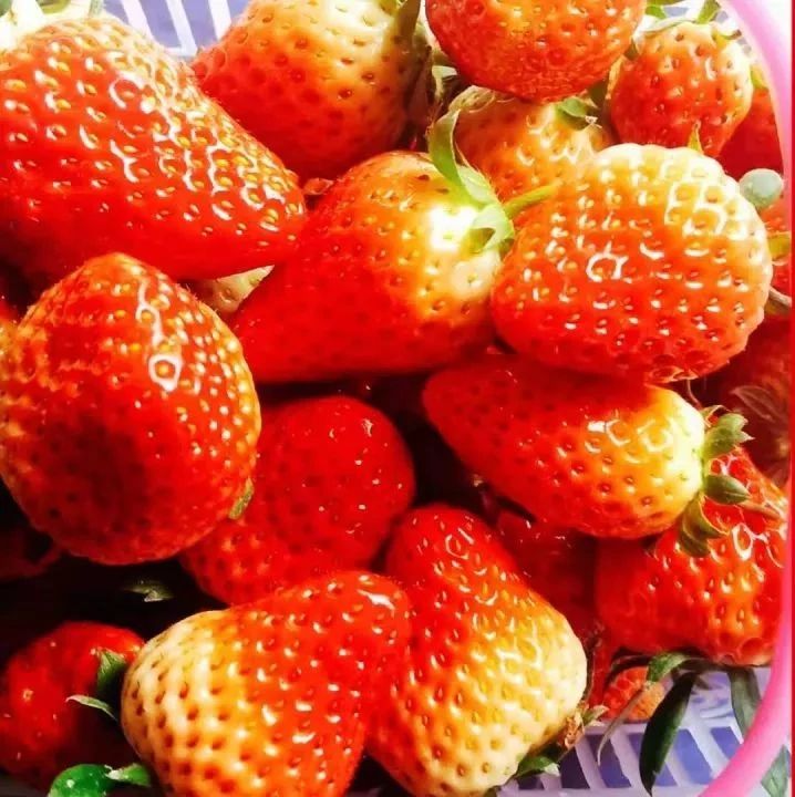 在叠石，有无土栽培的草莓，听说非常好吃！