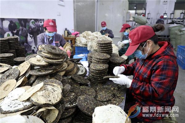 茶乡点头：防疫生产两不误，茶企茶农齐忙碌