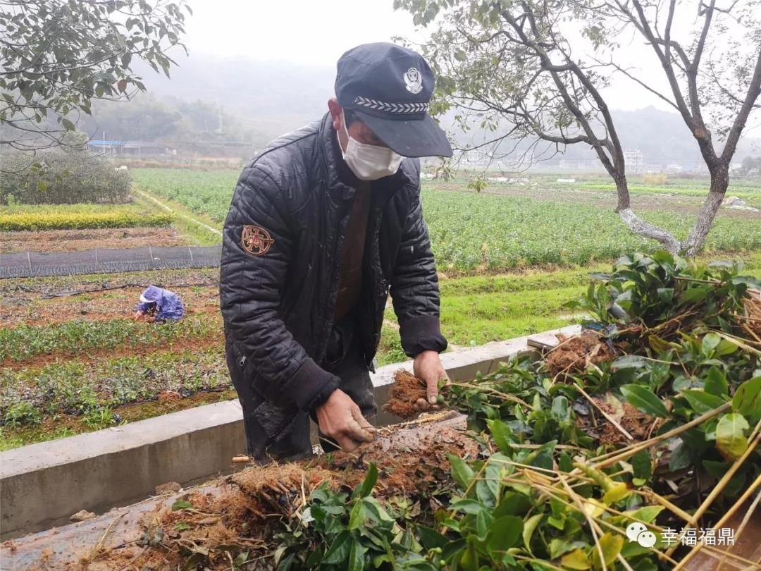 抢抓农时，福鼎防疫春耕两不误