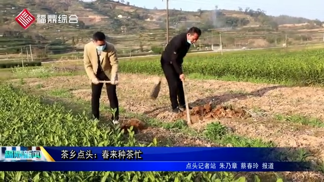 茶乡点头：春来种茶忙