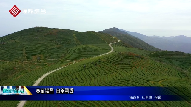 航拍：春至福鼎 白茶飘香